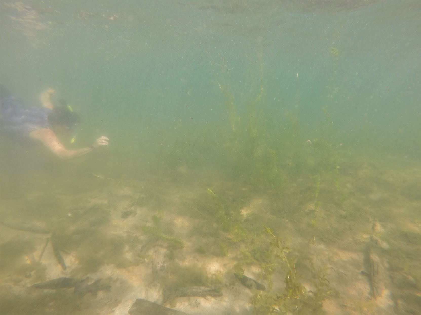 Lake George algae